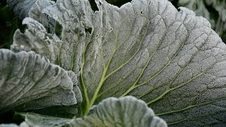 vegetable's leaves frost || 初霜冻