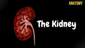 Kidneys (Functions, Structures, Coverings, Nephron)