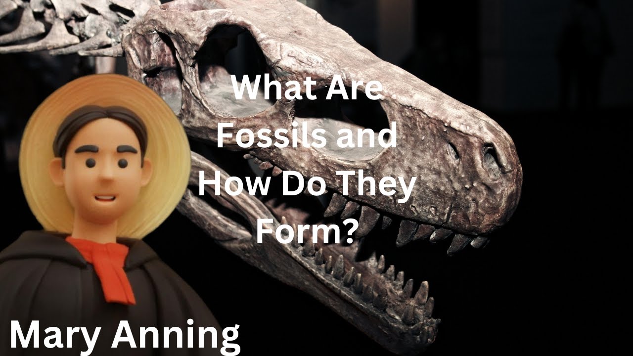 What Are Fossils and How Do They Form? - YouTube