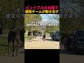 これが本物の警備犬の姿