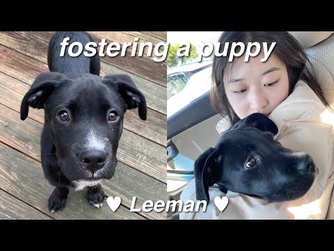 fostering a puppy!!!! • vlog