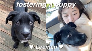 Fostering A Puppy Vlog