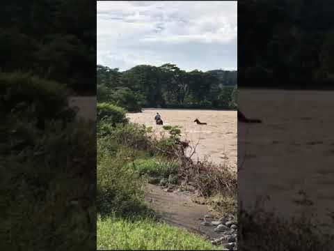Cyclone Ana Fiji Flood - Man & Horse Crossing River