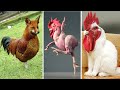 10 ऐसी अनोखी मुर्गिया जिन्हें देखने के लिए नसीब लगता है || 10 Amazing Chickens In The World