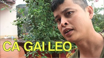 Cà gai leo loại dược liệu quý chữa bệnh Gan