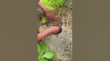 Thumbnail of Check out the rare bird nest in the rock #birdsnest #cuteanimals #shortsvideo