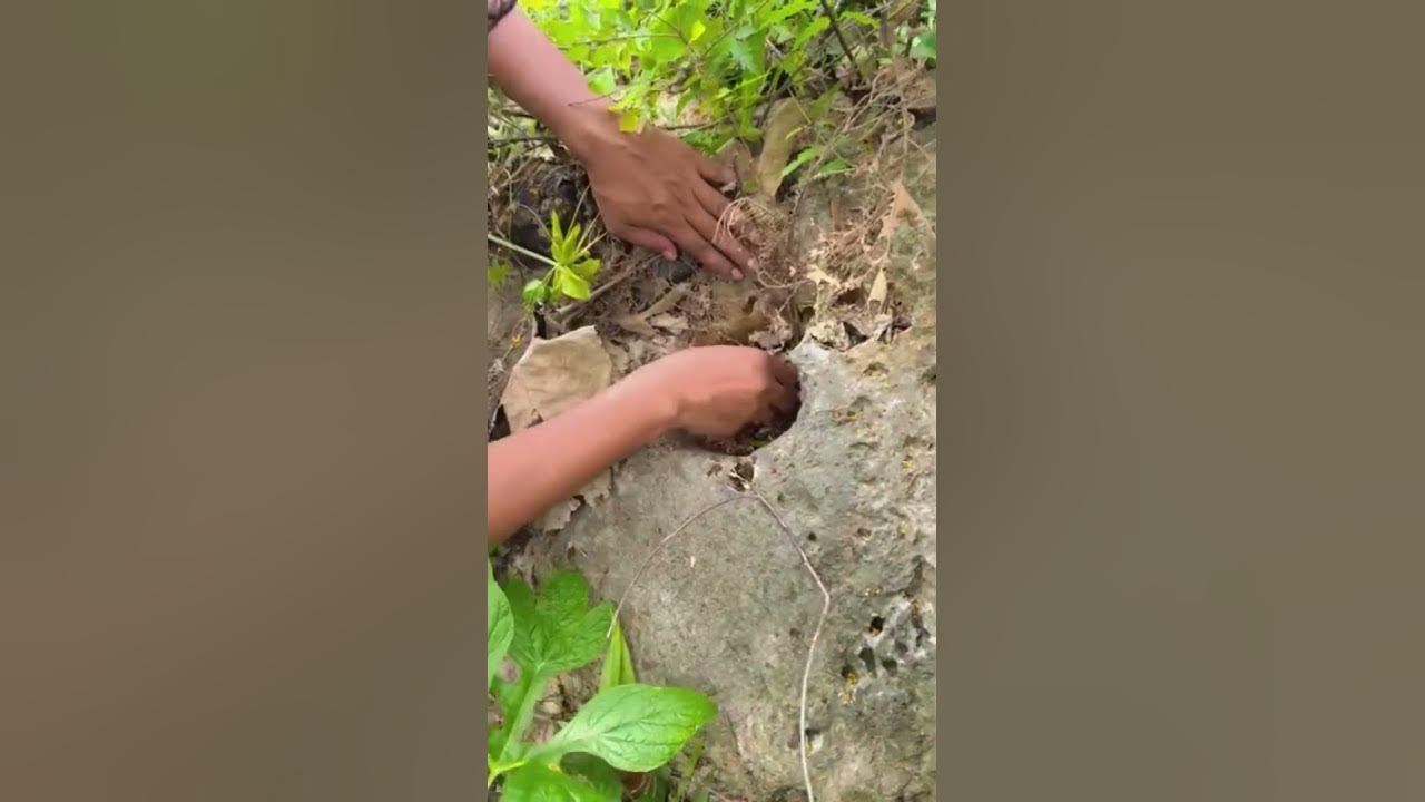 Check out the rare bird nest in the rock #birdsnest #cuteanimals #shortsvideo