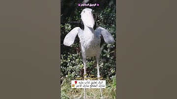 عبد الباسط عبد الصمد - سورة النور