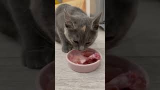 Здоровое и естественное питание для кошек - сырое мясо 🥩 , мясокостное и внутренности 🥓🥩🍗🍖