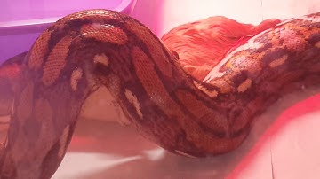 8 1/2 ft  tiger reticulated python eats first guinea pig!