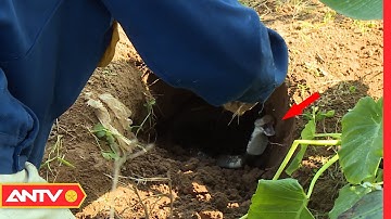 Cận cảnh thợ săn đào hang bắt rắn hổ ngựa (P3) | Kỹ năng sống [Số 9] | ANTV