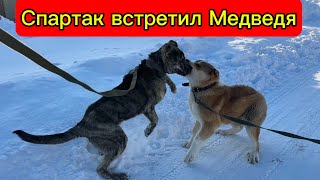 Спартак встретился с Медведем, Зангар на больничном