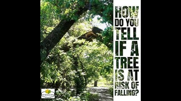 How Do You Tell If a Tree is at Risk of Falling?