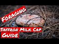 SAFFRON MILK CAP GUIDE (AKA LACTARIUS DELICIOSUS or PINE MUSHROOM)