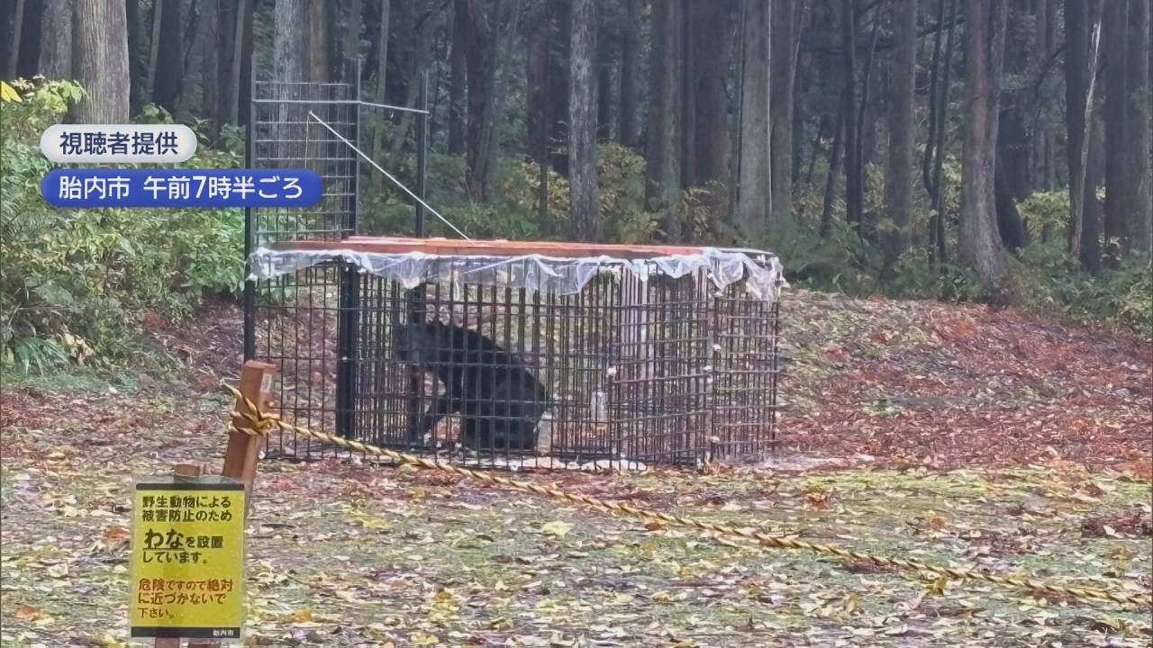 りなっくまページ クマ出没にご注意ください【新潟県十日町市・2026年】 | 十日町市観光協会