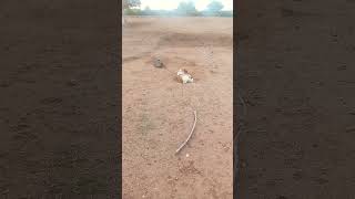 #voiceover #anirudhravichandersongs #funny #comedyshorts #comedyvideos #pets #dog #shorts