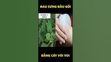 Mẹo chữa đau sưng đầu gối đau các khớp nhờ cây vòi voi làm ngay theo cách này #short #shorts