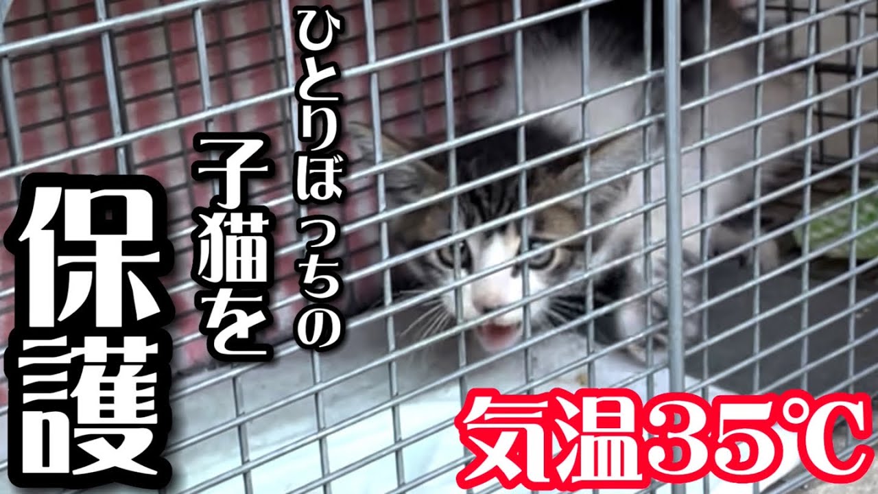 We rescued a black, dirty kitten on a hot day. - YouTube