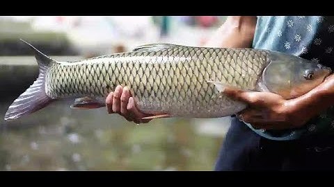 Lọc thịt cá trắm không còn xương