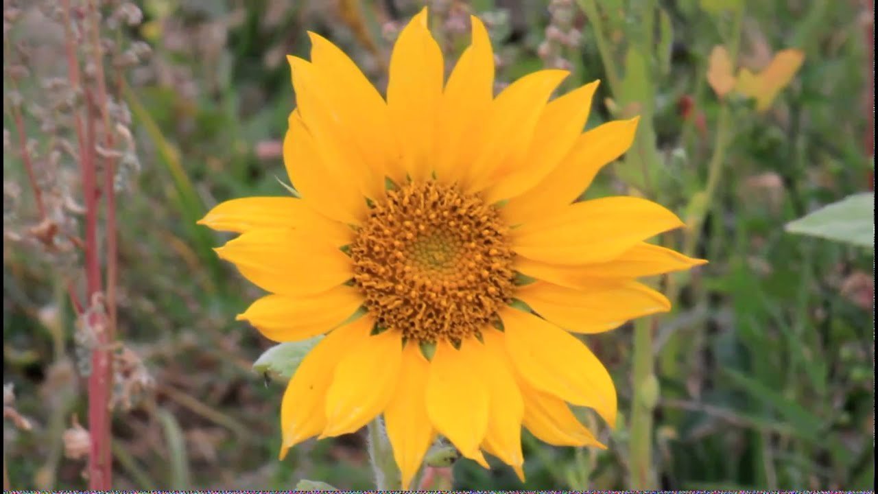 向日葵 台南市東區生產路 11 3 16 Youtube