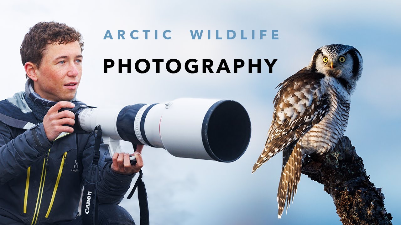 Три недели фотосъемки дикой природы в арктической Норвегии