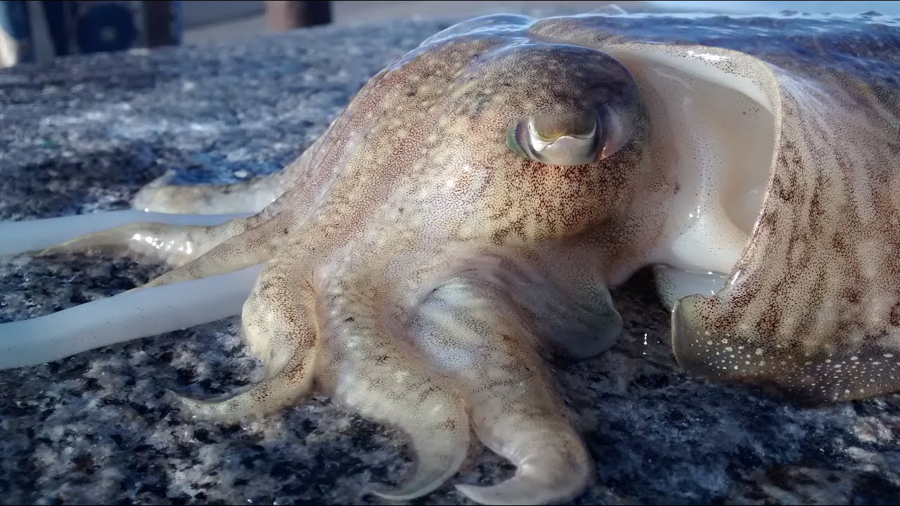 Kalmar Oktopus