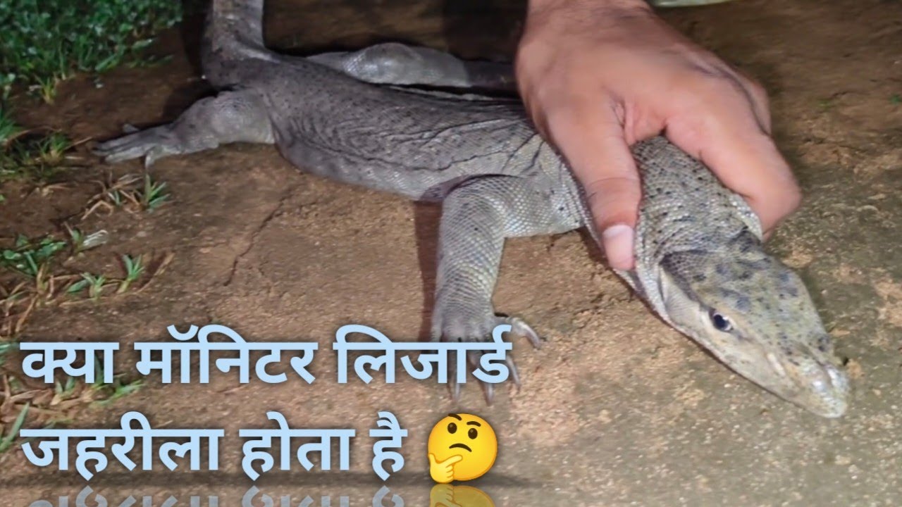 Monitor lizard rescue 😊 ( baniyadih) 