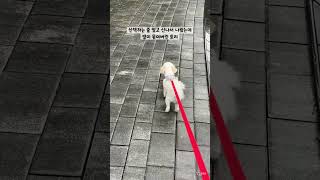 비가 오는 날엔#말티푸#토리 #maltipoo #강아지 #애견영상 #반려견 #강아지산책 #강아지일상 #강아지브이로그 #반려견