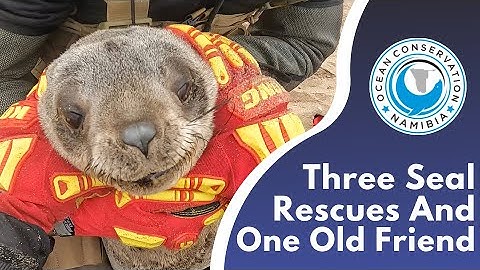 Three Seal Rescues And One Old Friend