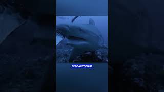 Самые интересные акулы 🦈