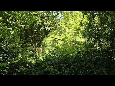 საეჭვო გარიგება ქუთაისში | 5 300 კვ.მ მეტრის მიწა 3 კვირის დაფუძნებულ კომპანიას 49-წლით გადაეცა