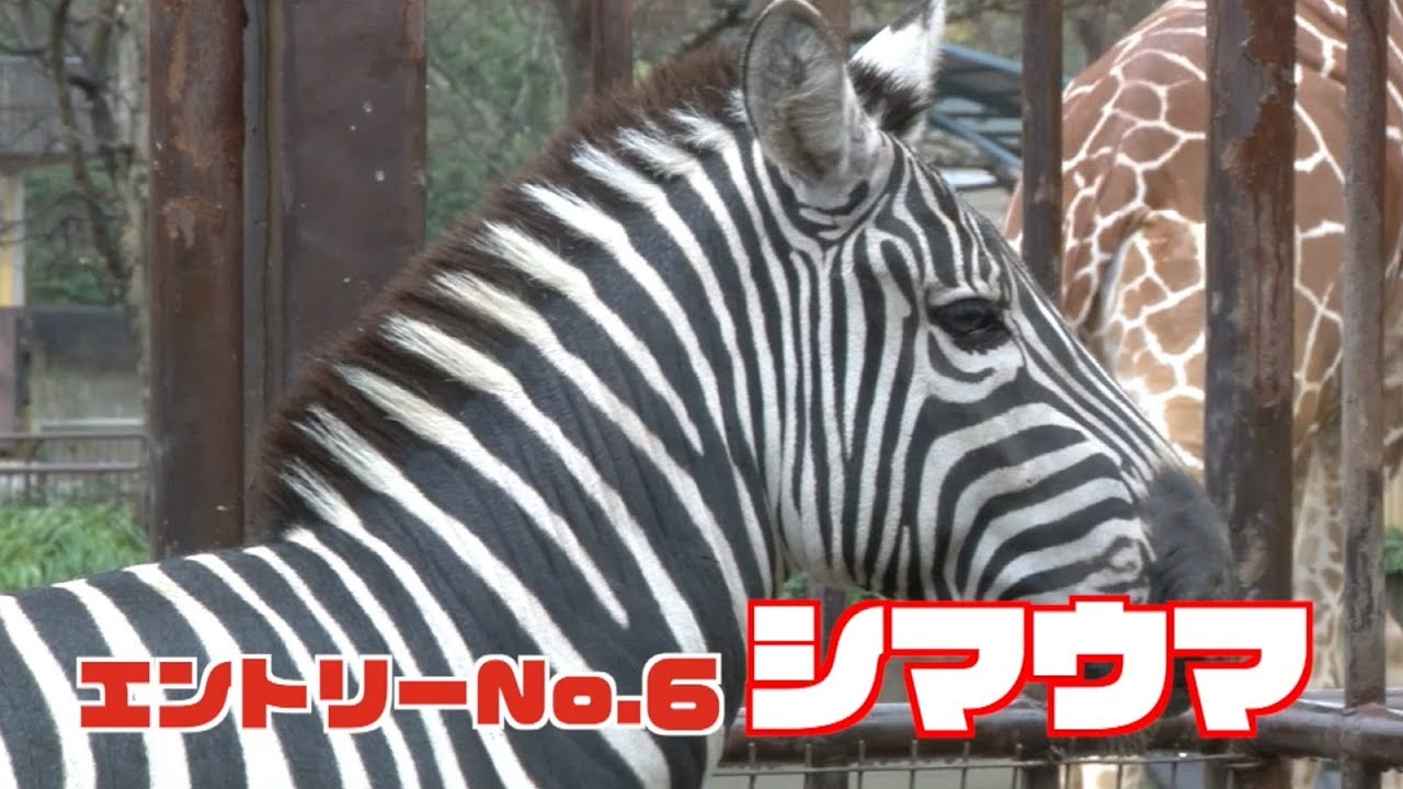 NO.6【シマウマ】ダイチくん・アヤメちゃん・ヨンちゃん｜とべZOOキャラクターAWARD