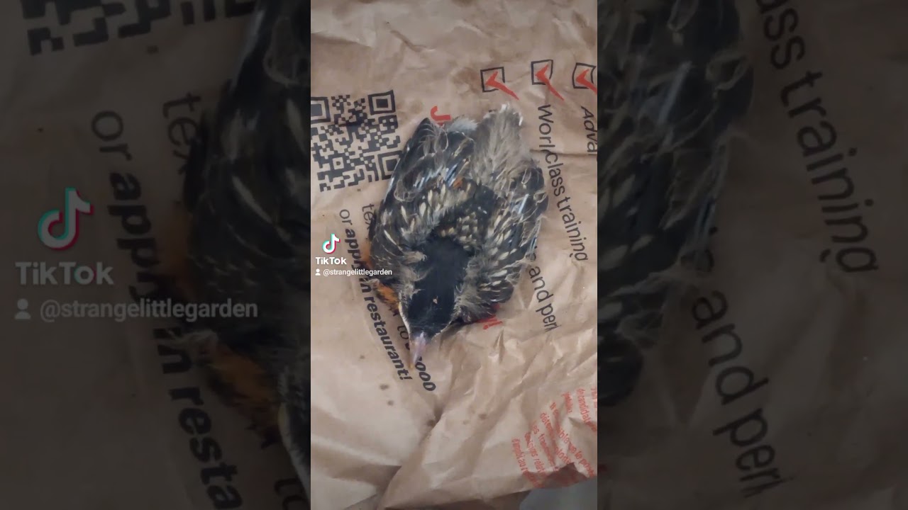 baby robin rescue. Hope for Wildlife