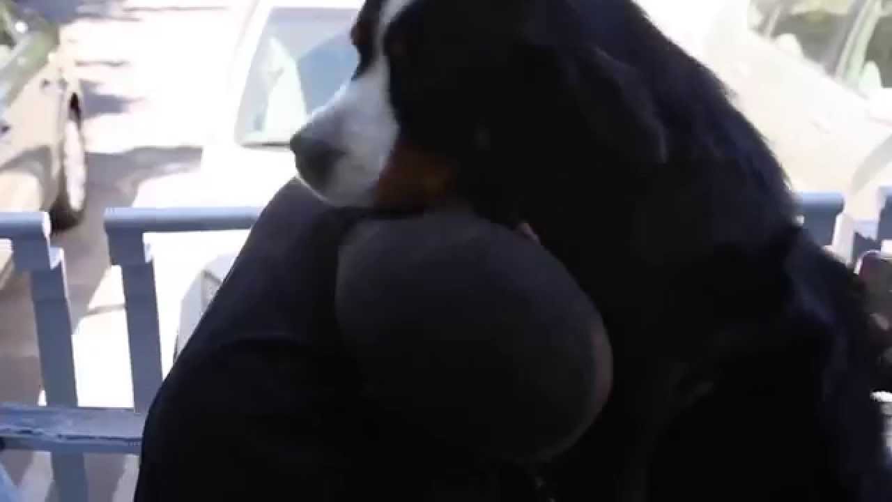 Freshpet Dog Food Reviews | Behind The Scenes With The Apparently Kid