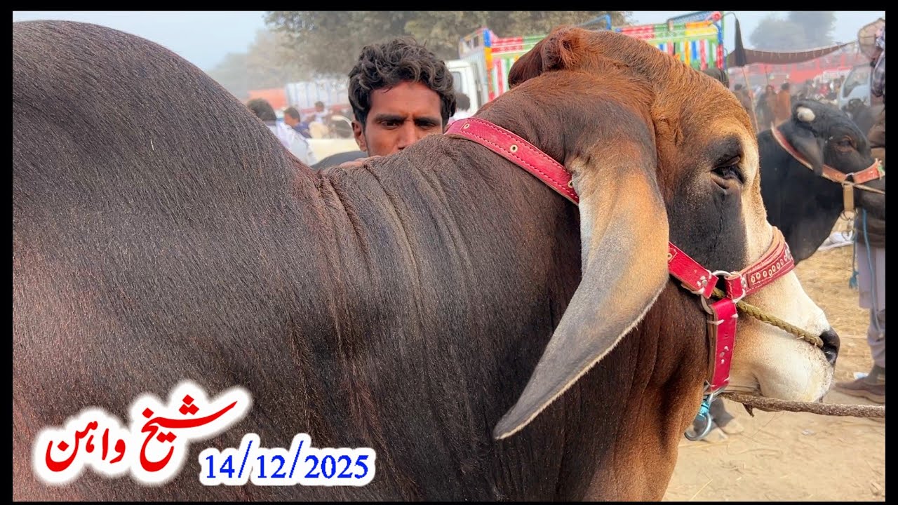 Обновленная информация о рынке коров в Шейхване на сегодня | 