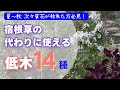 《人気の低木１年育てた結果》1年後リポート９種／新たにお迎えした低木５種／宿根草の代わりに使えるオシャレで丈夫な低木／人気の矮性品種》