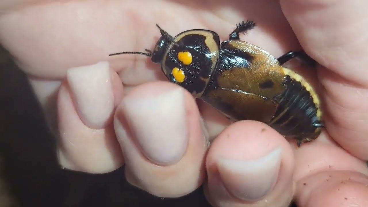 НЕОБЫЧНЫЕ ПИТОМЦЫ | СЕМЬЯ ТАРАКАНОВ-АВТОМОБИЛЬЧИКОВ РАСТЕТ Lucihormetica verrucosa 