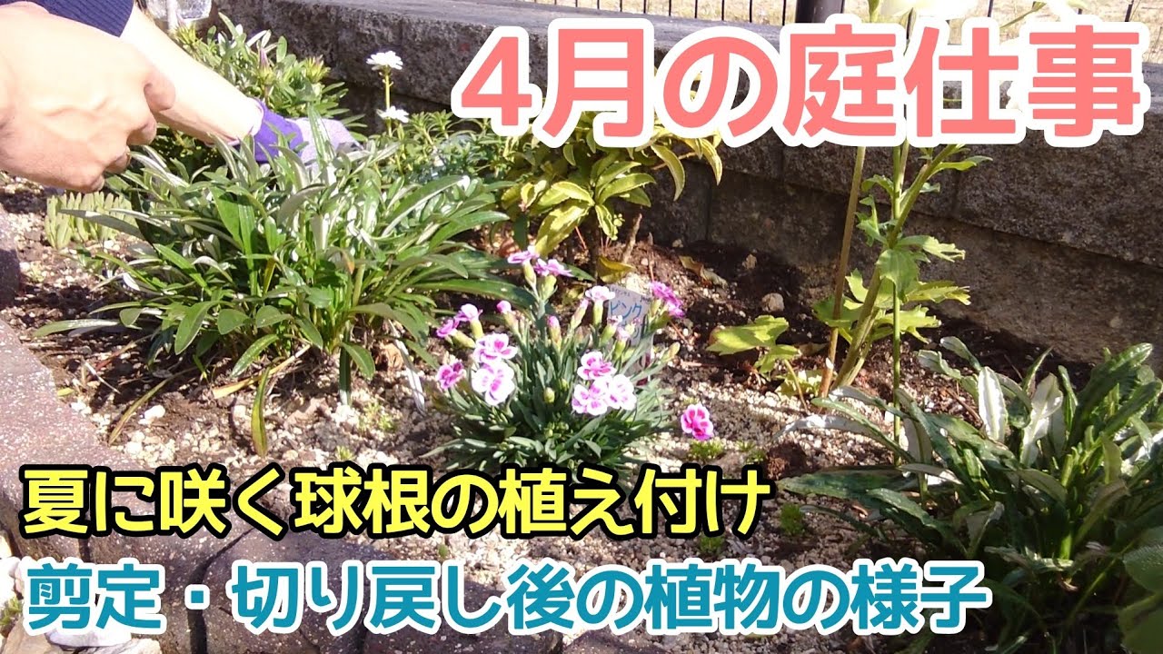 ガーデニングvlog 4月の庭仕事 夏に咲く球根の植え付け 剪定 切り戻し後の植物の様子 Youtube