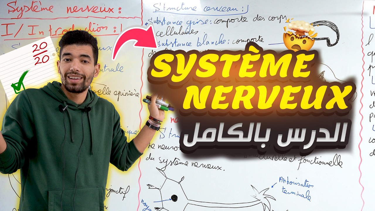 le système nerveux 3ème année collège