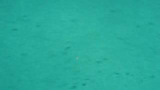 MVI_8731.avi