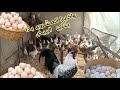 زيارة جديدة لمزرعة الاخ جبريل و اخيرا الفيومي بدأ يضع البيض