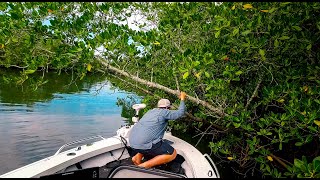 Fishing mangrove fringes for Jacks and Barramundi