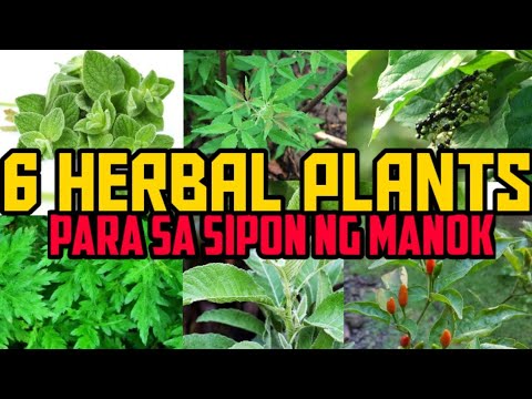 Video: Ang Kasaysayan At Paggamit Ng Herbal Medicine At Paggamit Ngayon Ngayon Para Sa Alagang Hayop - Likas Na Gamot Para Sa Mga Alagang Hayop