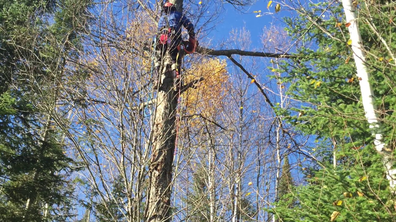 Cutting Down the Massive Maple Tree YouTube