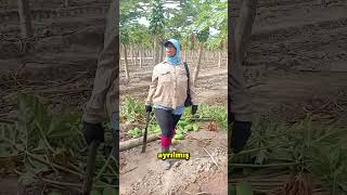 Bu Kız Papaya Keserek Çok Para Kazanıyordu