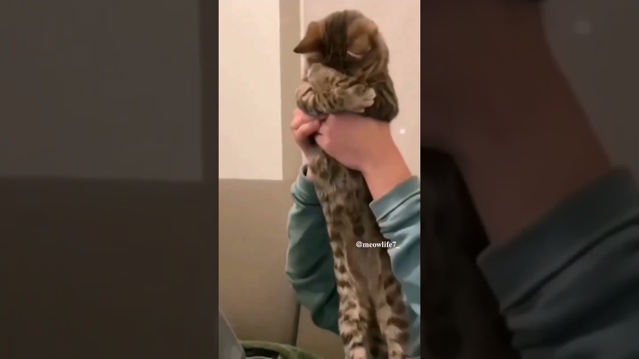 Cat’s Reflexes vs Dog’s Speed! Watch the Close Call! 🐾 