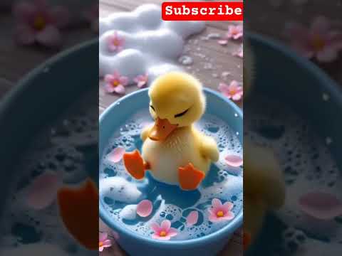 البط يقوم فرحان من النوم يغطس و يعوم إنتعاش البطة بطة  