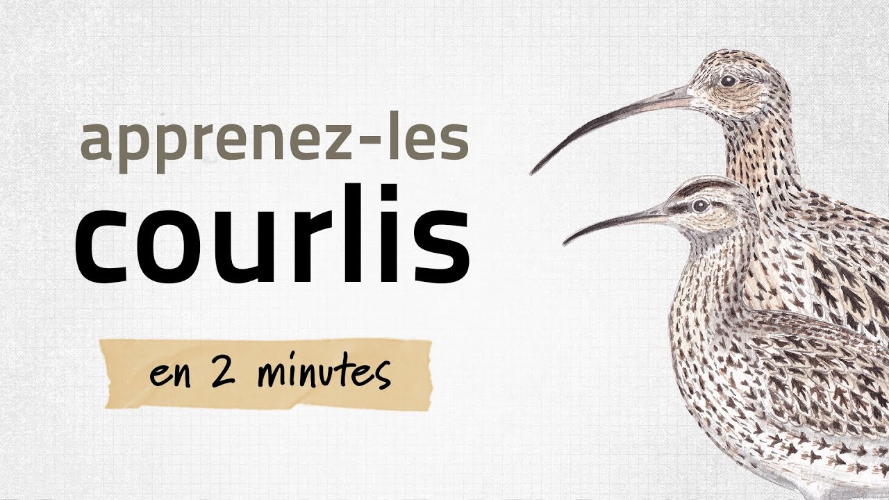 Identifiez les courlis | Apprenez-les tous #4