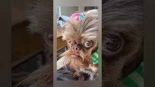 Dog Barking Sounds So Dramatic - Funny Animal Compilation Video