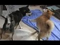 A dad was scolded2 やりすぎパパは叱られた ☆柴犬☆アズ&コタ、新ファミリーの日常